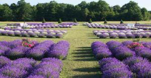 Washington Island - Yoga in the Lavender Field @ Fragrant Isle Lavender Farm & Shop